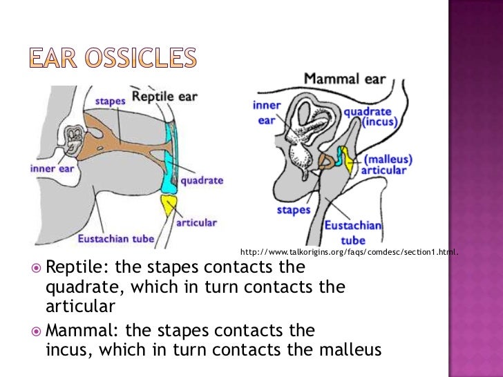 homologous structure evolution