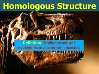 Homologous Structure



     Definition: Similar structures
   evolved from a common ancestor.
 