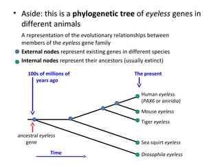 • Aside: this is a phylogenetic tree of eyeless genes in
  different animals
  A representation of the evolutionary relationships between
  members of the eyeless gene family
  External nodes represent existing genes in different species
  Internal nodes represent their ancestors (usually extinct)

     100s of millions of                       The present
        years ago

                                                  Human eyeless
                                                  (PAX6 or aniridia)
                                                  Mouse eyeless
                                                  Tiger eyeless

 ancestral eyeless
    gene                                          Sea squirt eyeless
               Time                               Drosophila eyeless
 