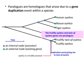 • Paralogues are homologues that arose due to a gene
  duplication event within a species

                                                       Human eyeless

                                                       Mouse eyeless
                                                       Tiger eyeless
                                            The fruitfly eyeless and twin of
                                                        Sea squirt eyeless
                                            eyeless genes are paralogues
    Time                                               Fruitfly twin of eyeless
                                                       Fruitfly eyeless
an internal node (ancestor)
an external node (existing gene)
                                                 Duplication event giving rise
           eyeless in a fruitfly ancestor           to twin of eyeless
 