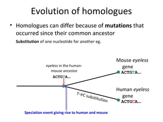 Evolution of homologues
• Homologues can differ because of mutations that
  occurred since their common ancestor
  Substitution of one nucleotide for another eg.



                                                             Mouse eyeless
                  eyeless in the human-                        gene
                     mouse ancestor                            ACTGTA...
                      ACTGTA...


                                                             Human eyeless
                                   T→C
                                       sub   stitut            gene
                                                    io   n     ACTGCA...

      Speciation event giving rise to human and mouse
 