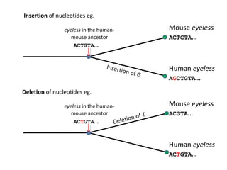 Insertion of nucleotides eg.

                eyeless in the human-                   Mouse eyeless
                   mouse ancestor                       ACTGTA...
                    ACTGTA...


                                  Insert                Human eyeless
                                           ion of
                                                    G
                                                        AGCTGTA...

Deletion of nucleotides eg.

                eyeless in the human-                   Mouse eyeless
                   mouse ancestor                 T     ACGTA...
                                           ion of
                    ACTGTA...        Delet


                                                        Human eyeless
                                                        ACTGTA...
 