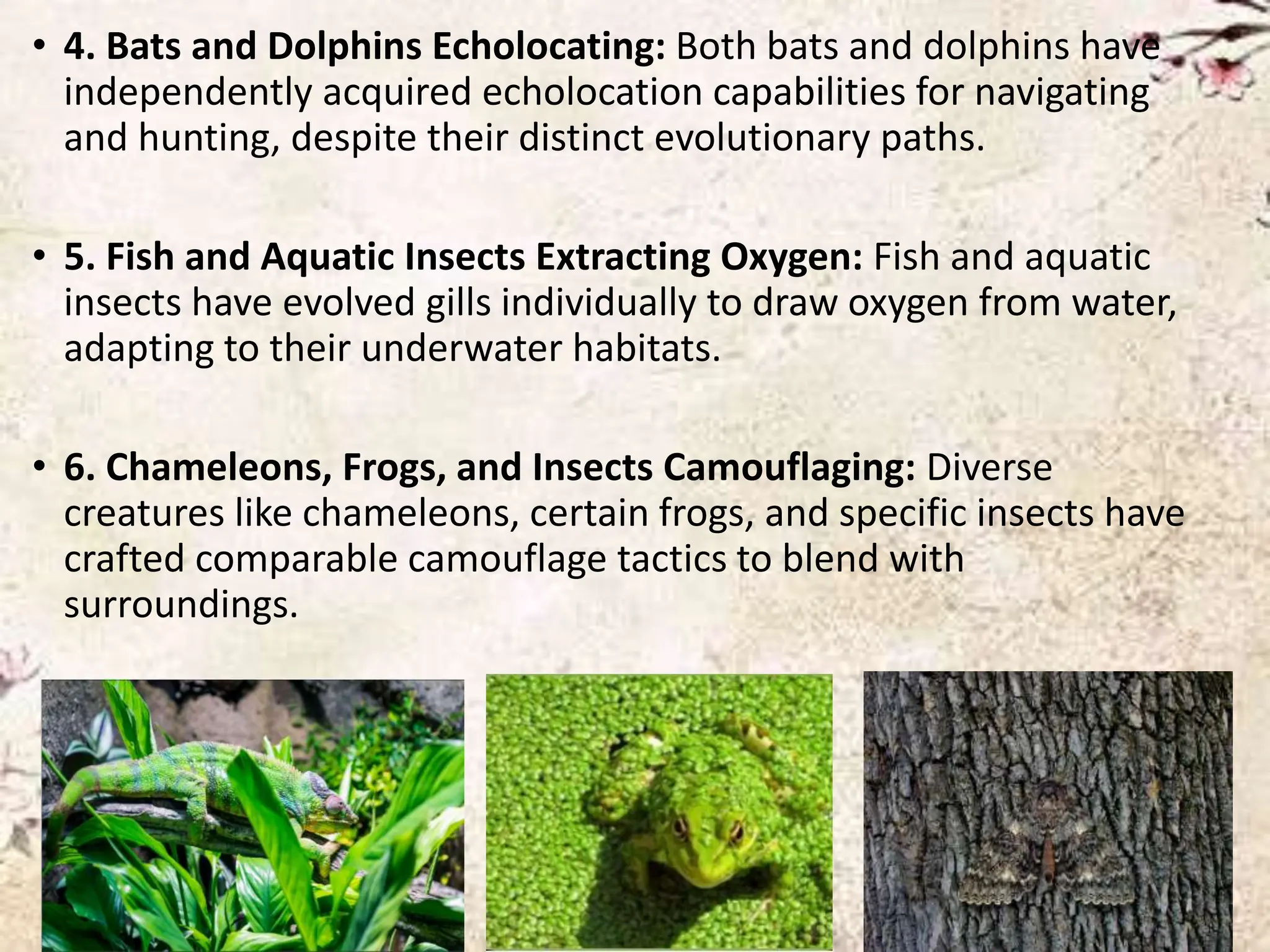 Ecolocating Insects Homologous organs and analogous organs.. | PPTX