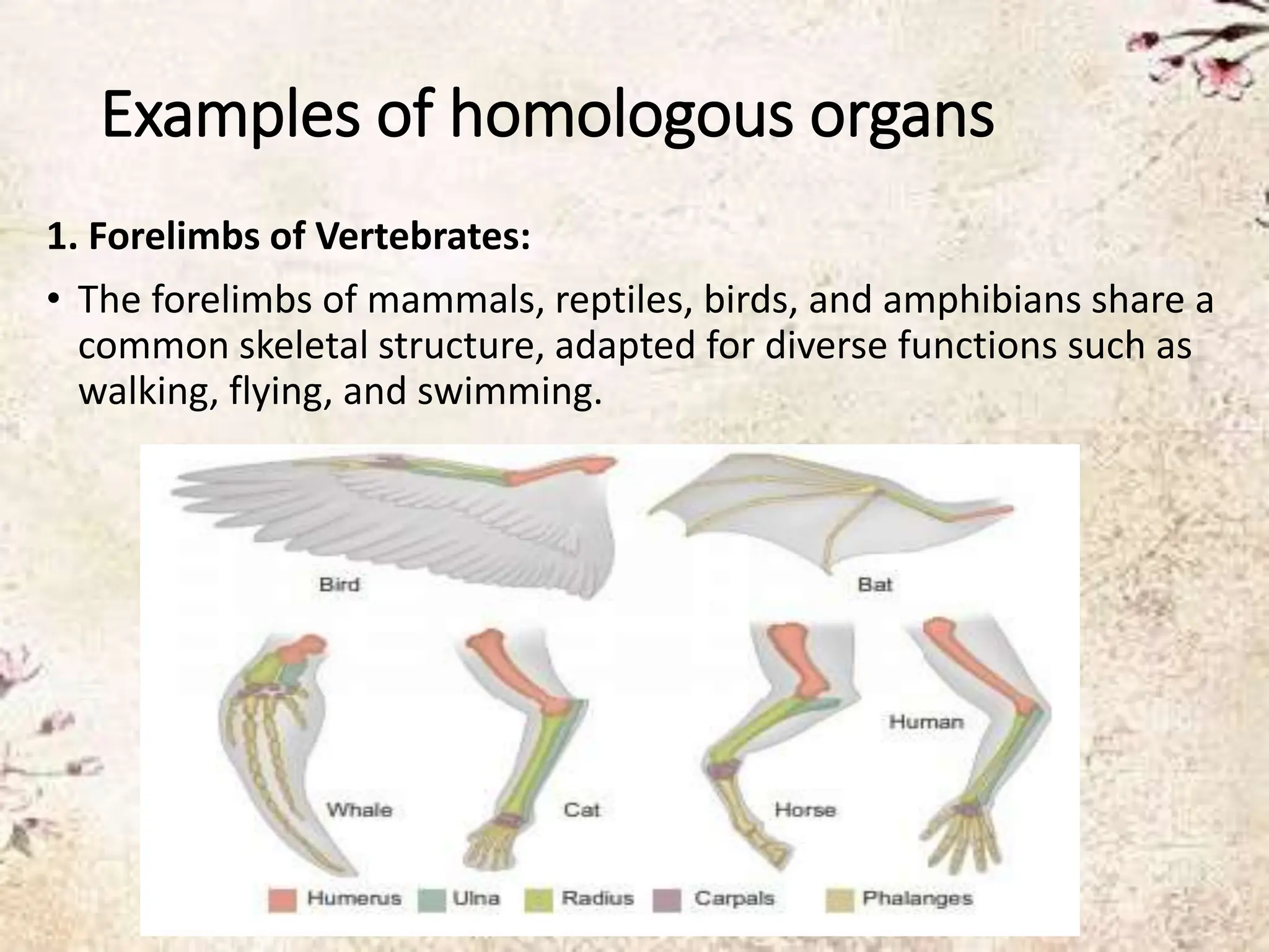 Homologous Or Analogous? The Dolphin Shark Mystery Solved! - gqpscit