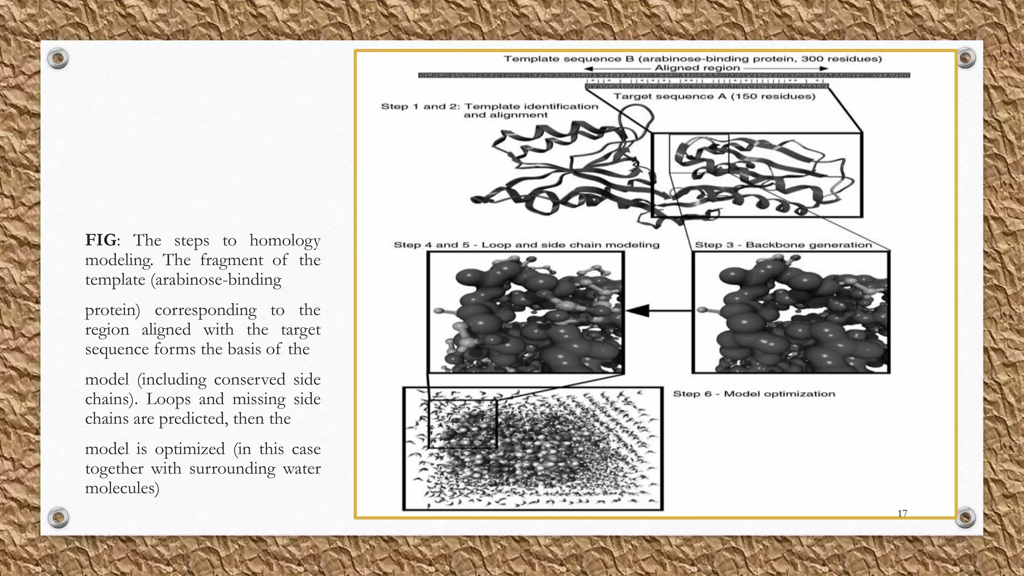 FIG: The steps to homology
modeling. The fragment of the
template (arabinose-binding
protein) corresponding to the
region aligned with the target
sequence forms the basis of the
model (including conserved side
chains). Loops and missing side
chains are predicted, then the
model is optimized (in this case
together with surrounding water
molecules)
17
 