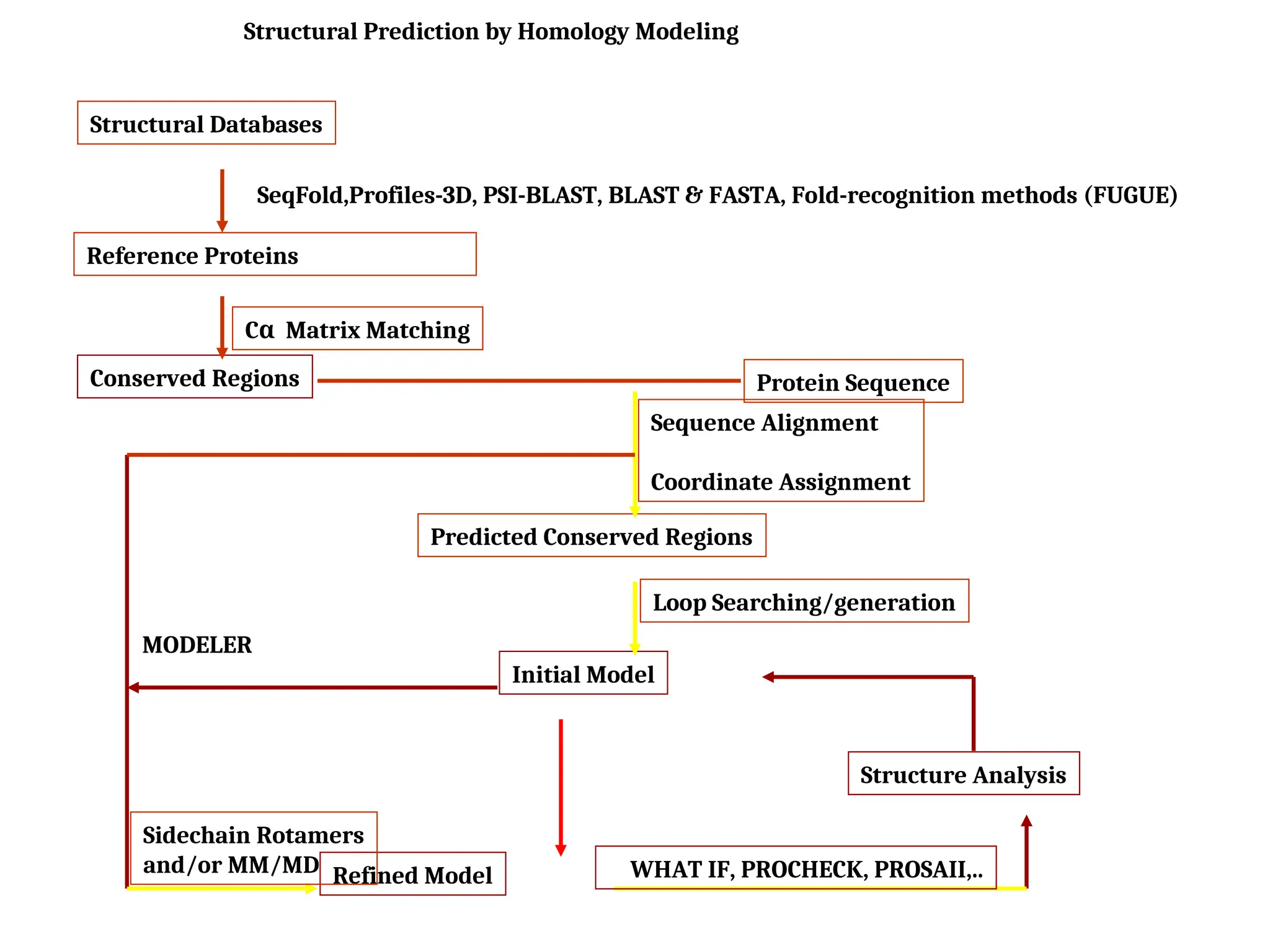 Structural Prediction by Homology Modeling
Structural Databases
Reference Proteins
Conserved Regions Protein Sequence
Predicted Conserved Regions
Initial Model
Structure Analysis
Refined Model
SeqFold,Profiles-3D, PSI-BLAST, BLAST & FASTA, Fold-recognition methods (FUGUE)
C Matrix Matching
α
Sequence Alignment
Coordinate Assignment
Loop Searching/generation
WHAT IF, PROCHECK, PROSAII,..
Sidechain Rotamers
and/or MM/MD
MODELER
 