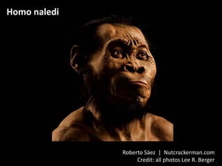 Homo naledi
Roberto Sáez | Nutcrackerman.com
Credit: all photos Lee R. Berger
 