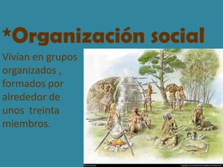 *Organización socialVivían en grupos organizados , formados por alrededor de unos  treinta miembros.