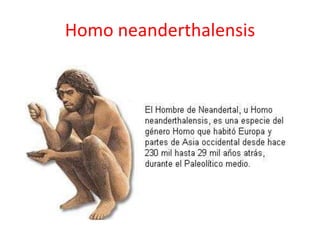 Homo neanderthalensis
 