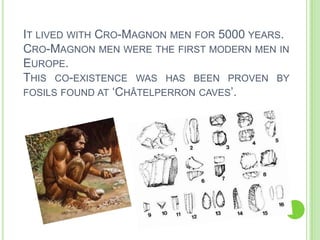 IT LIVED WITH CRO-MAGNON MEN FOR 5000 YEARS.
CRO-MAGNON MEN WERE THE FIRST MODERN MEN IN
EUROPE.
THIS CO-EXISTENCE WAS HAS BEEN PROVEN BY
FOSILS FOUND AT ‘CHÂTELPERRON CAVES’.

 