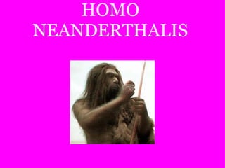 HOMO NEANDERTHALIS 