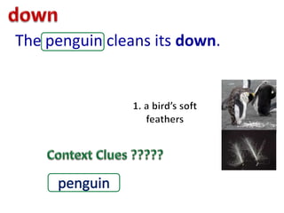 The penguin cleans its down.
 