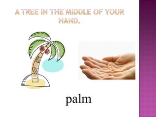 palm
 