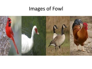 Images of Fowl
 