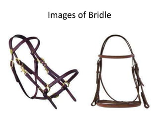 Images of Bridle
 