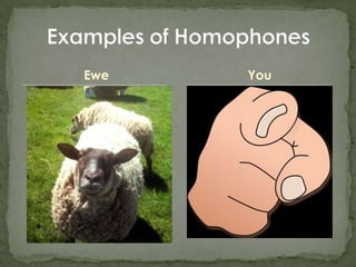 Homophones Presentation | PPT