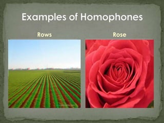 RowsExamples of HomophonesRose