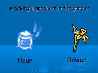 A baking ingredient in the gardenA baking ingredient in the garden
flour flower
 