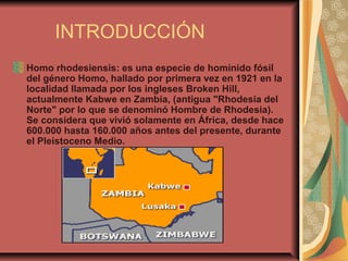 INTRODUCCIÓN
Homo rhodesiensis: es una especie de homínido fósil
del género Homo, hallado por primera vez en 1921 en la
localidad llamada por los ingleses Broken Hill,
actualmente Kabwe en Zambia, (antigua "Rhodesia del
Norte" por lo que se denominó Hombre de Rhodesia).
Se considera que vivió solamente en África, desde hace
600.000 hasta 160.000 años antes del presente, durante
el Pleistoceno Medio.
 