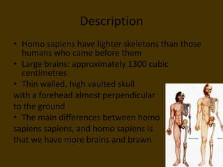 DescriptionHomo sapiens have lighter skeletons than those humans who came before themLarge brains: approximately 1300 cubic centimetresThin walled, high vaulted skullwith a forehead almost perpendicularto the groundThe main differences between homosapiens sapiens, and homo sapiens is that we have more brains and brawn