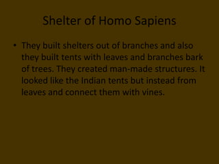 Shelter of Homo SapiensThey built shelters out of branches and also they built tents with leaves and branches bark of trees. They created man-made structures. It looked like the Indian tents but instead from leaves and connect them with vines.