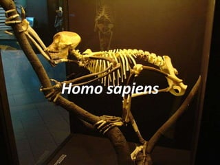 Homo sapiens
 