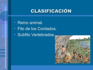 CLASIFICACIÓNCLASIFICACIÓN
• Reino animal.
• Filo de los Cordados.
• Subfilo Vertebrados.
 