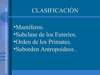 •Mamíferos.
•Subclase de los Euterios.
•Orden de los Primates.
•Suborden Antropoideos .
CLASIFICACIÓN
 