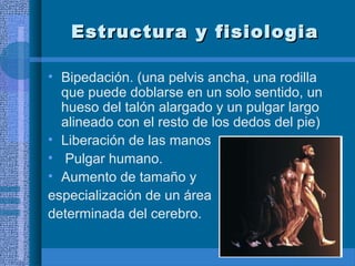 Estructura y fisiologiaEstructura y fisiologia
• Bipedación. (una pelvis ancha, una rodilla
que puede doblarse en un solo sentido, un
hueso del talón alargado y un pulgar largo
alineado con el resto de los dedos del pie)
• Liberación de las manos
• Pulgar humano.
• Aumento de tamaño y
especialización de un área
determinada del cerebro.
 