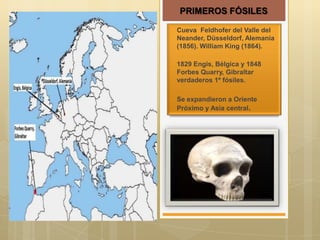 PRIMEROS FÓSILES
-

Cueva Feldhofer del Valle del
Neander, Düsseldorf, Alemania
(1856). William King (1864).

-

1829 Engis, Bélgica y 1848
Forbes Quarry, Gibraltar
verdaderos 1º fósiles.

-

Se expandieron a Oriente
Próximo y Asia central.

 