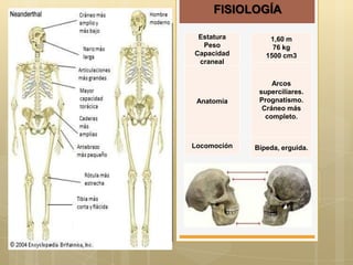 FISIOLOGÍA
Estatura
Peso
Capacidad
craneal

1,60 m
76 kg
1500 cm3

Anatomía

Arcos
superciliares.
Prognatismo.
Cráneo más
completo.

Locomoción

Bípeda, erguida.

 