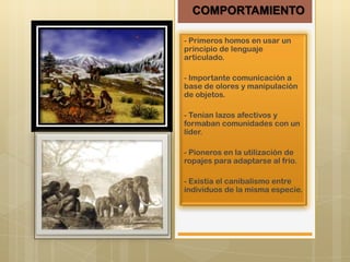 COMPORTAMIENTO
- Primeros homos en usar un
principio de lenguaje
articulado.
- Importante comunicación a
base de olores y manipulación
de objetos.
- Tenían lazos afectivos y
formaban comunidades con un
líder.
- Pioneros en la utilización de
ropajes para adaptarse al frio.
- Existía el canibalismo entre
individuos de la misma especie.

 