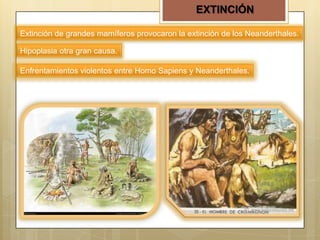 EXTINCIÓN
Extinción de grandes mamíferos provocaron la extinción de los Neanderthales.
Hipoplasia otra gran causa.
Enfrentamientos violentos entre Homo Sapiens y Neanderthales.

 