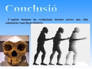 Conclusió L’espècie humana ha evolucionat deixant enrere una vida sedentària i una llarga història. 
