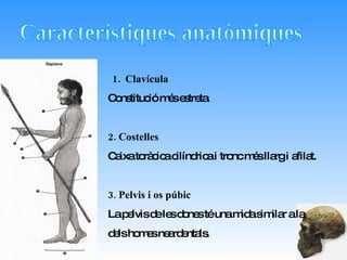 Característiques anatòmiques Clavícula Constitució més estreta. 2. Costelles Caixa toràcica cilíndrica i tronc més llarg i afilat. 3. Pelvis i os púbic La pelvis de les dones té una mida similar a la dels homes neardentals. 