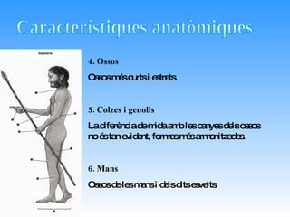 4. Ossos Ossos més curts i estrets. 5. Colzes i genolls La diferència de mida amb les canyes dels ossos no és tan evident, formes més armonitzades. 6. Mans Ossos de les mans i dels dits esvelts. Característiques anatòmiques 