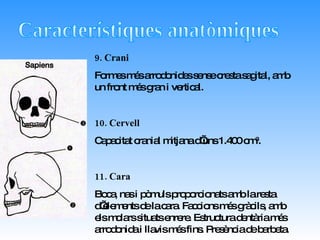 9. Crani Formes més arrodonides sense cresta sagital, amb un front més gran i vertical. 10. Cervell Capacitat cranial mitjana d’uns 1.400 cm 3 . 11. Cara Boca, nas i pòmuls proporcionats amb la resta d’elements de la cara. Faccions més gràcils, amb els molars situats enrere. Estructura dentària més arrodonida i llavis més fins. Presència de barbeta. Característiques anatòmiques 