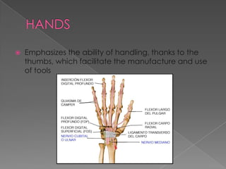 

Emphasizes the ability of handling, thanks to the
thumbs, which facilitate the manufacture and use
of tools

 