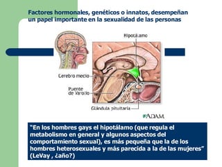 Factores hormonales, genéticos o innatos, desempeñan un papel importante en la sexualidad de las personas   “ En  los hombres gays  el  hipotálamo (que regula el metabolismo en general y algunos aspectos del comportamiento sexual),  es más  pequeña que la de los hombres heterosexuales y más parecida a la de las mujeres ”   ( LeVay  , ¿año?) 