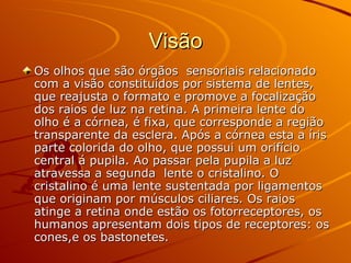 Visão Os olhos que são órgãos  sensoriais relacionado com a visão constituídos por sistema de lentes, que reajusta o formato e promove a focalização dos raios de luz na retina. A primeira lente do olho é a córnea, é fixa, que corresponde a região transparente da esclera. Após a córnea esta a íris parte colorida do olho, que possui um orifício central á pupila. Ao passar pela pupila a luz atravessa a segunda  lente o cristalino. O cristalino é uma lente sustentada por ligamentos que originam por músculos ciliares. Os raios atinge a retina onde estão os fotorreceptores, os humanos apresentam dois tipos de receptores: os cones,e os bastonetes. 