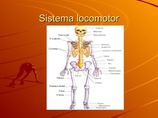 Sistema locomotor 