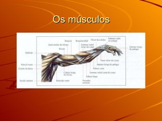Os músculos 