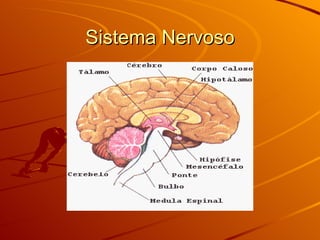 Sistema Nervoso 