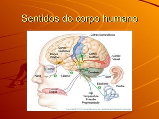 Sentidos do corpo humano 
