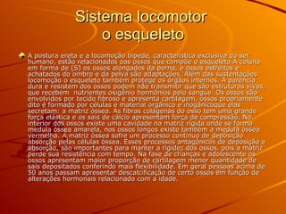 Sistema locomotor  o esqueleto A postura ereta e a locomoção bípede, característica exclusiva do ser humano, estão relacionados oas ossos que compõe o esqueleto.A coluna em forma de (S) os ossos alongados da perna, e ossos estreitos e achatados do ombro e da pelva são adaptações. Além das sustentações locomoção o esqueleto também protege os órgãos internos. A parência dura e resistem dos ossos podem não transmitir que são estruturas vivas, que recebem  nutrientes oxigênio hormônios pelo sangue. Os ossos são envolvidos por tecido fibroso e apresenta cartilagem, ossos propriamente dito é formado por células e material orgânico e inogânicoque elas secretam: a matriz óssea. As fibras colágenas do osso tem uma grande força elástica e os sais de cálcio apresentam força de compressão. No interior dos ossos existe uma cavidade na matriz rígida onde se forma medula óssea amarela, nos ossos longos existe também a medula óssea vermelha. A matriz óssea sofre um processo continuo de deposição absorção pelas células óssea. Esses processos antagônicos de deposição e absorção, são importantes para manter a rigidez dos ossos, pois a matriz perde sua resistência com tempo. Na fase de crianças e adolescente os ossos apresentam maior proporção de cartilagem menor quantidade de sais depositados conferindo mais flexibilidade. Em geral pessoas acima de 50 anos passam apresentar descalcificação de certo ossos em função de alterações hormonais relacionado com a idade. 