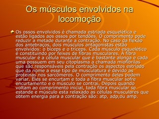 Os músculos envolvidos na locomoção Os ossos envolvidos é chamada estriada esquelética e estão ligados aos ossos por tendões. O comprimento pode reduzir a metade durante a contração. No caso da flexão dos antebraços, dois músculos antagonistas estão envolvidos: o bíceps e o tríceps. Cada músculo esquelético é constituindo por feixes de fibras musculares. A fibra muscular é a célula muscular que é bastante alonga e cada uma possuem em seu citoplasma a chamada miofibrilas que são responsáveis pela contração os aspectos estriado que da nome a esse tipo de musculatura é devido as proteínas nos sarcômeros. O comprimento deles podem variar. Eles se encurtam e toda a fibra muscular sofre encurtamento e o músculo se contrai. Depois quando voltam ao comprimento inicial, toda fibra muscular se estande e músculo esta relaxado as células musculares que obtem energia para a contração são: atp, adp,ou amp. 