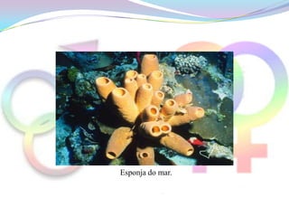 Esponja do mar.
 