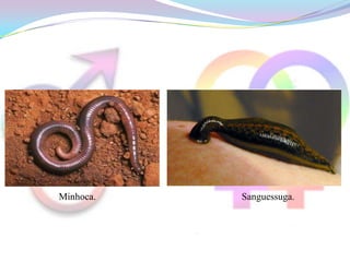 Minhoca.   Sanguessuga.
 