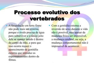 Processo evolutivo dos
           vertebrados
 A fecundação em terra firme        Com a genitália externa a
  não pode mais ser externa,          reversão de sexo durante a vida
  porque o óvulo precisa de água      não é possível, mas apesar da
  para sobreviver e o único jeito     mudança física ser impossível,
  dele se manter úmido é dentro       a mudança cerebral, ou seja, a
  do corpo da mãe, e para que         mudança comportamental não é
  isso ocorra requer o                impossível de acontecer.
  aparecimento de genitália
  externa que introduz os
  espermatozoides dentro da
  fêmea.
 