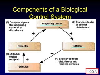 Control Systems In The Body homeostasis and changes happening in body and feedback. | PPT